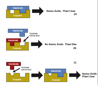 Image shows how substrate links with an enzyme to form amino acids for plant life; herbicides linking first to block the substrate, blocking the amino acid production and killing the plant; or the herbicide being blocked so the substrate can link and amino acids are produced, plant lives.