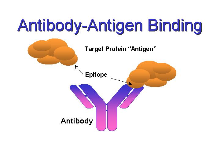 Antibody And Antigen. of antibody-antigen