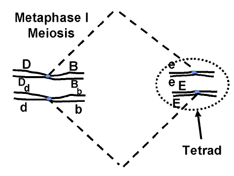 Meiosis 1 Metaphase