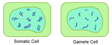 sex cells vs somatic cells